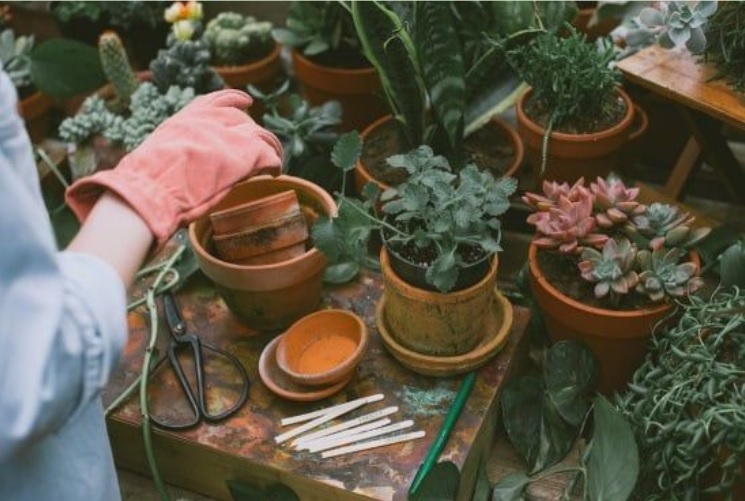 gardening succulents