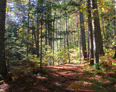 Sunlit forest pathway surrounded by trees.