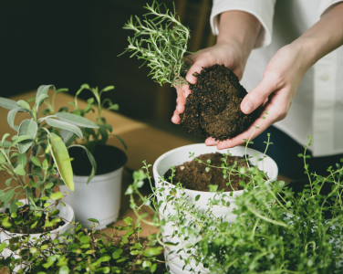 A person planting a small herb in a white pot among other potted plants.