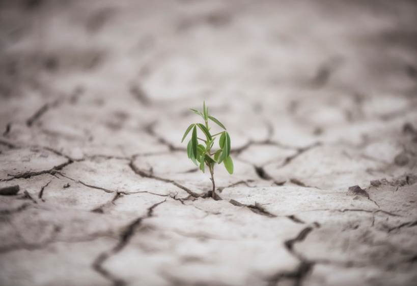 a green plant sprouting from cracked dry clay