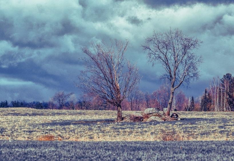 Trees without leaves in a field in the spring