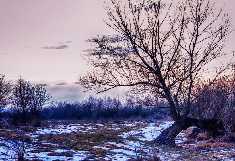 Tree in field at the end of winter