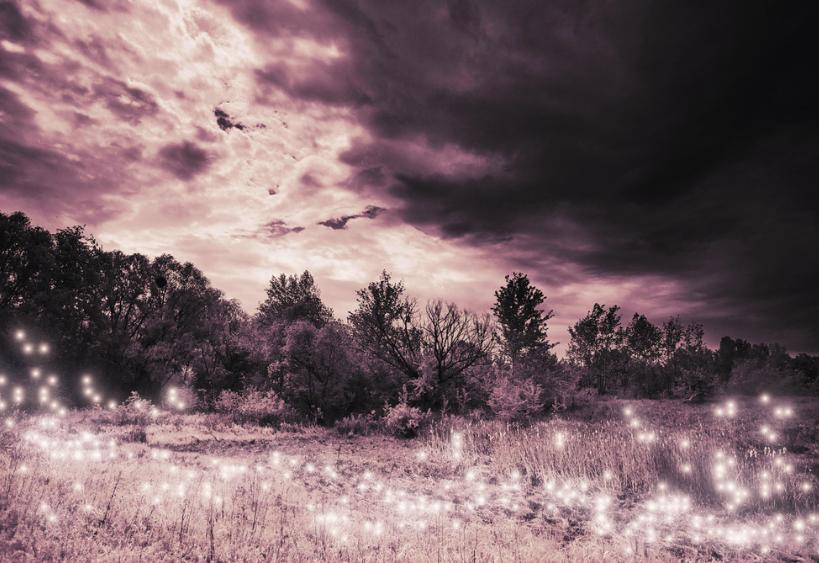 Forest on a cloudy evening