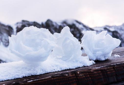 roses made out of snow