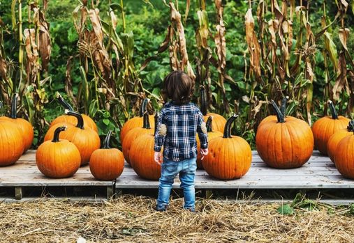 Little boy looking at pumpkins