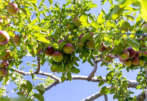 Apples