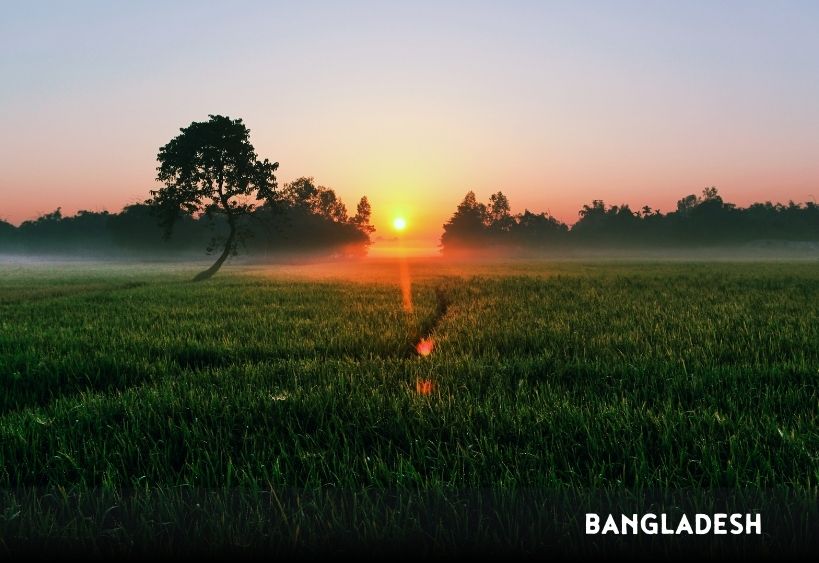 field in Bangladesh