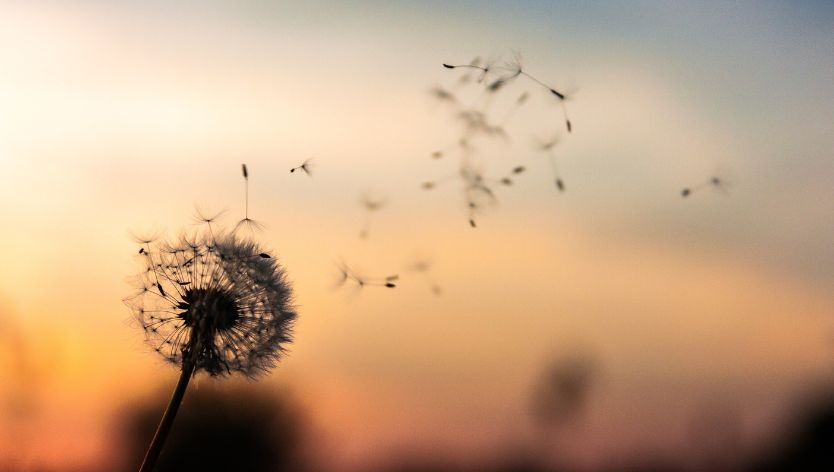 Dandelion blowing seeds in the wind at twilight