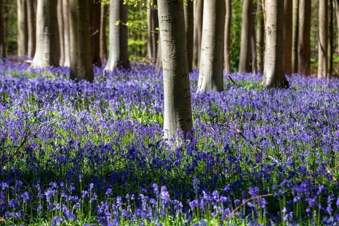 A forest carpeted with bluebell flowers.