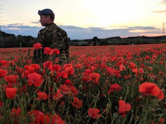 a soldier in a field of poppies