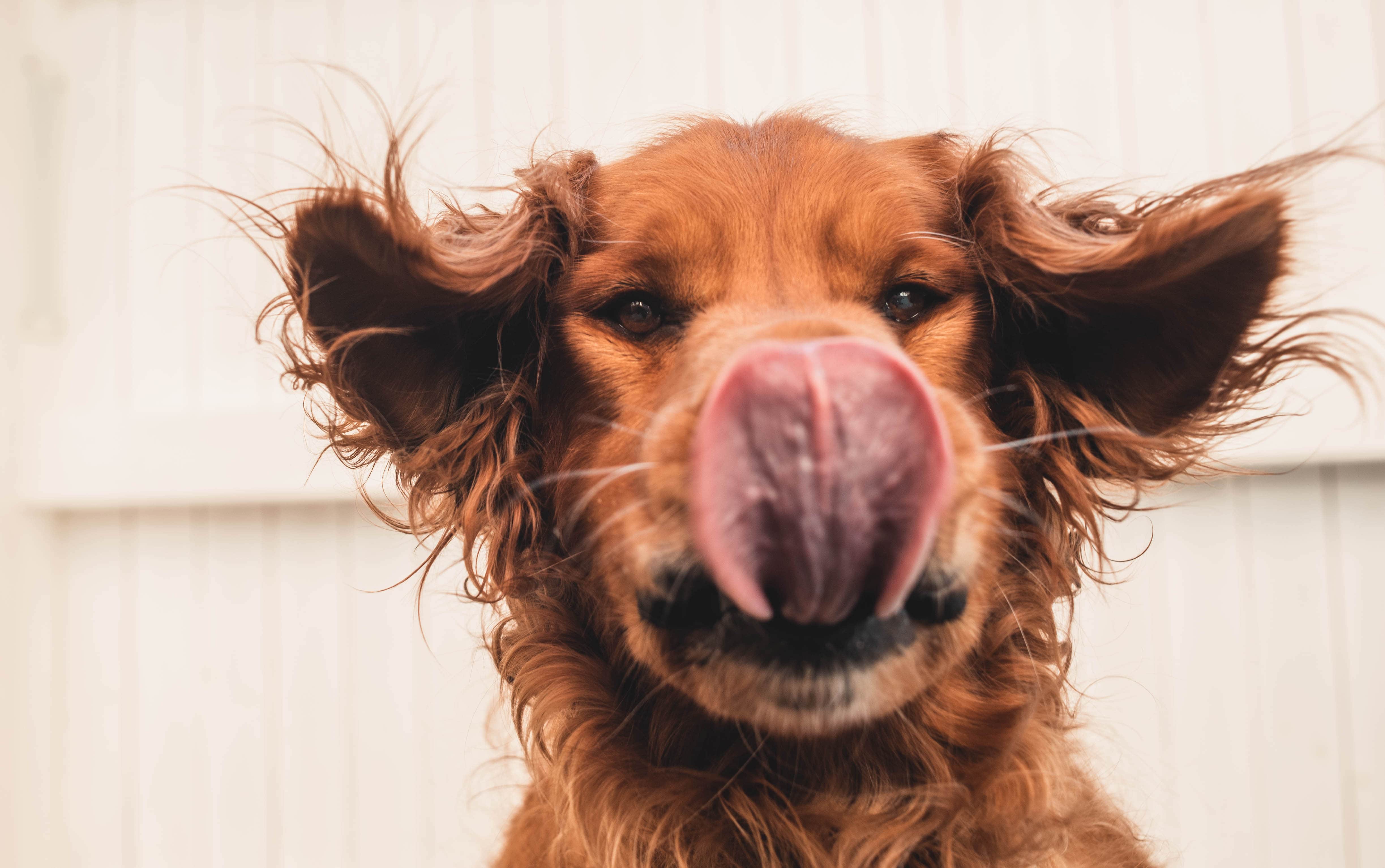 red golden retriever licking nose