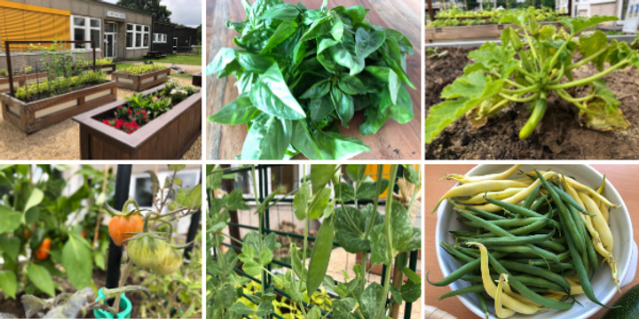 Niederheid Community Garden