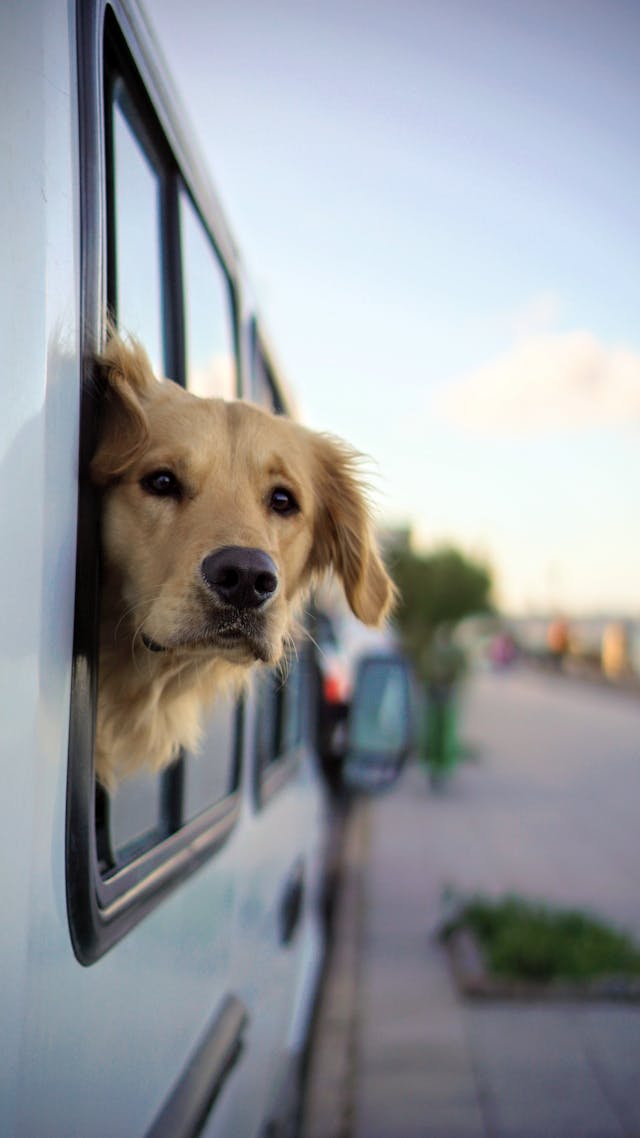 Dog Looking from Vehicle Window