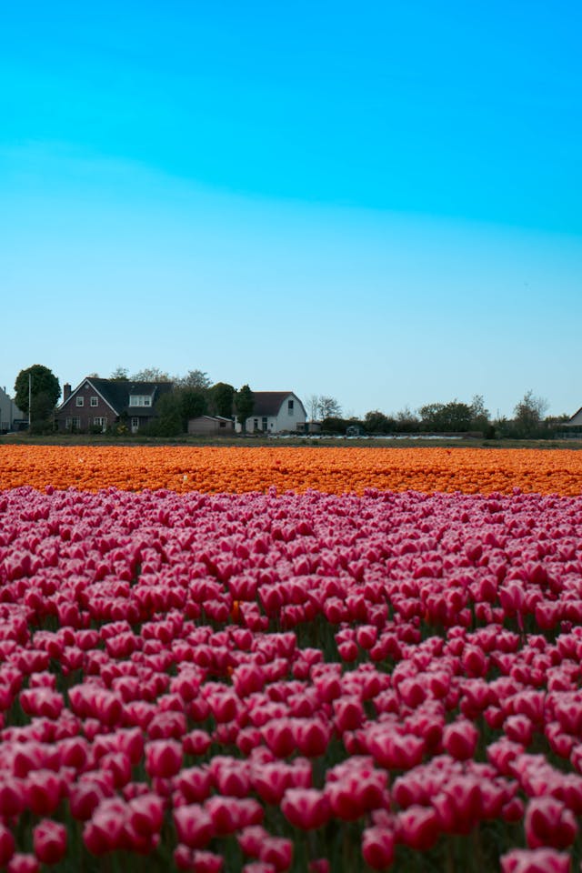 Pink Tulips in Bloom