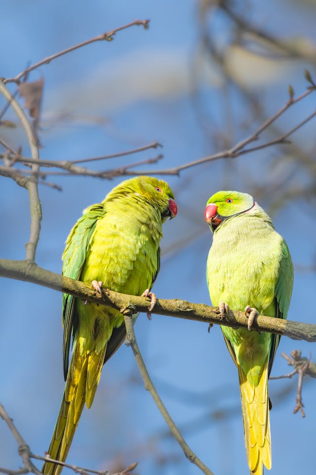 Vibrant Parakeets Perched on a Branch
