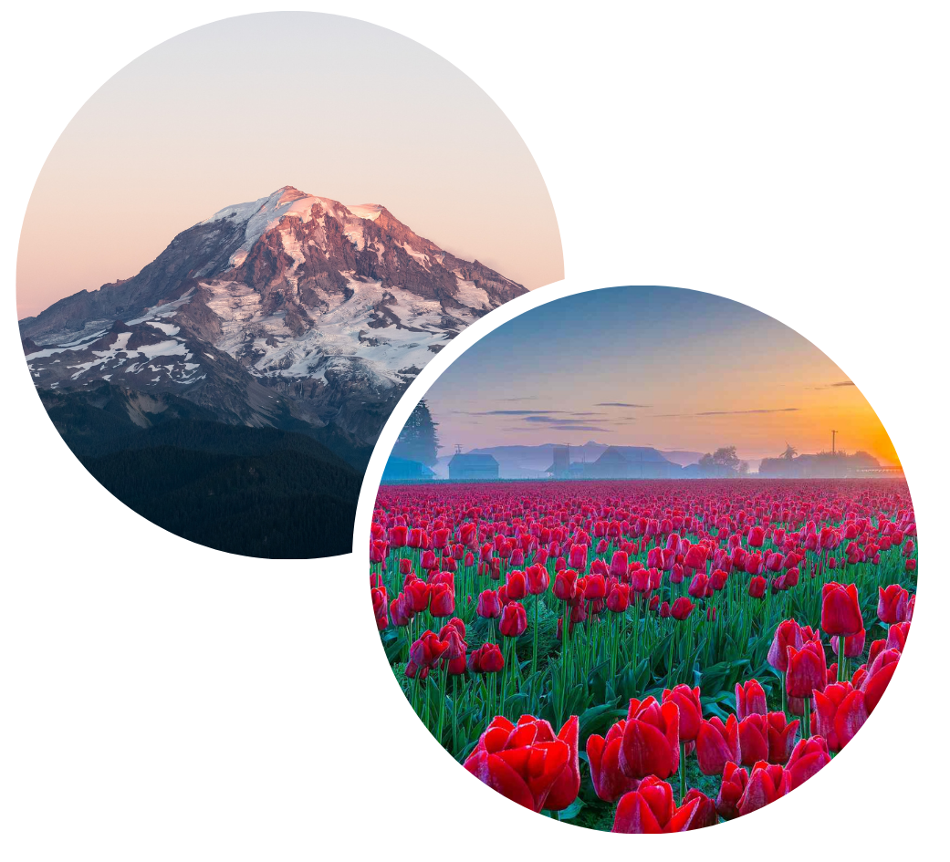 WA Mt Rainier / Tulip Farm