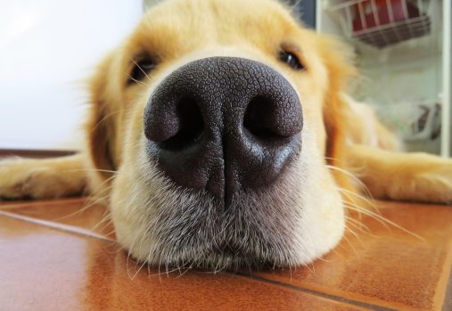Close up nose of a golden retriever
