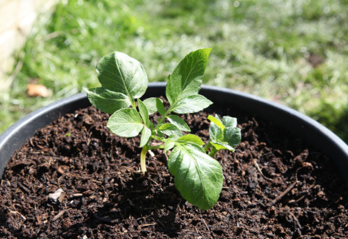 a potato plant starting to grow in a bucket