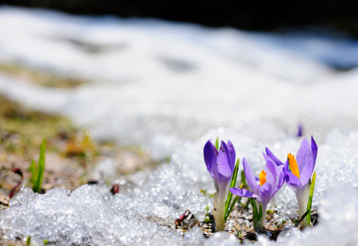 purple flower growing from frozen ground