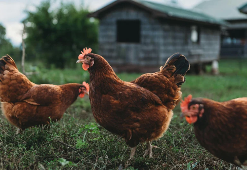 3 brown chickens with a coop in the background