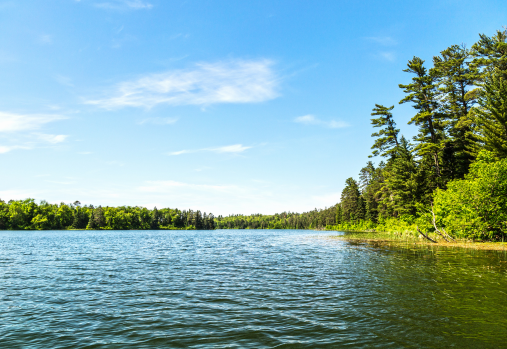 a lake surrounded by trees