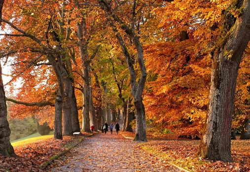 children walking down a path of fall leaves