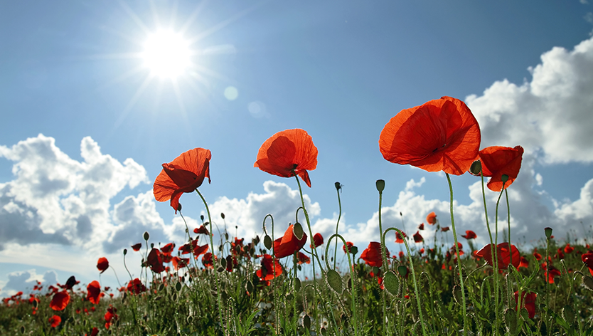 field of poppies