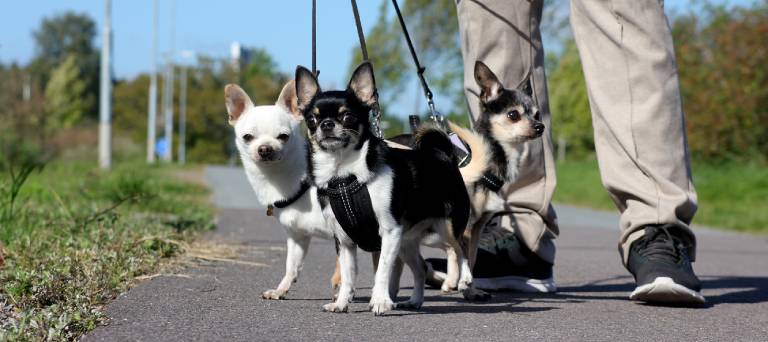 3 dogs