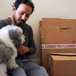 a person, a dog, and moving boxes