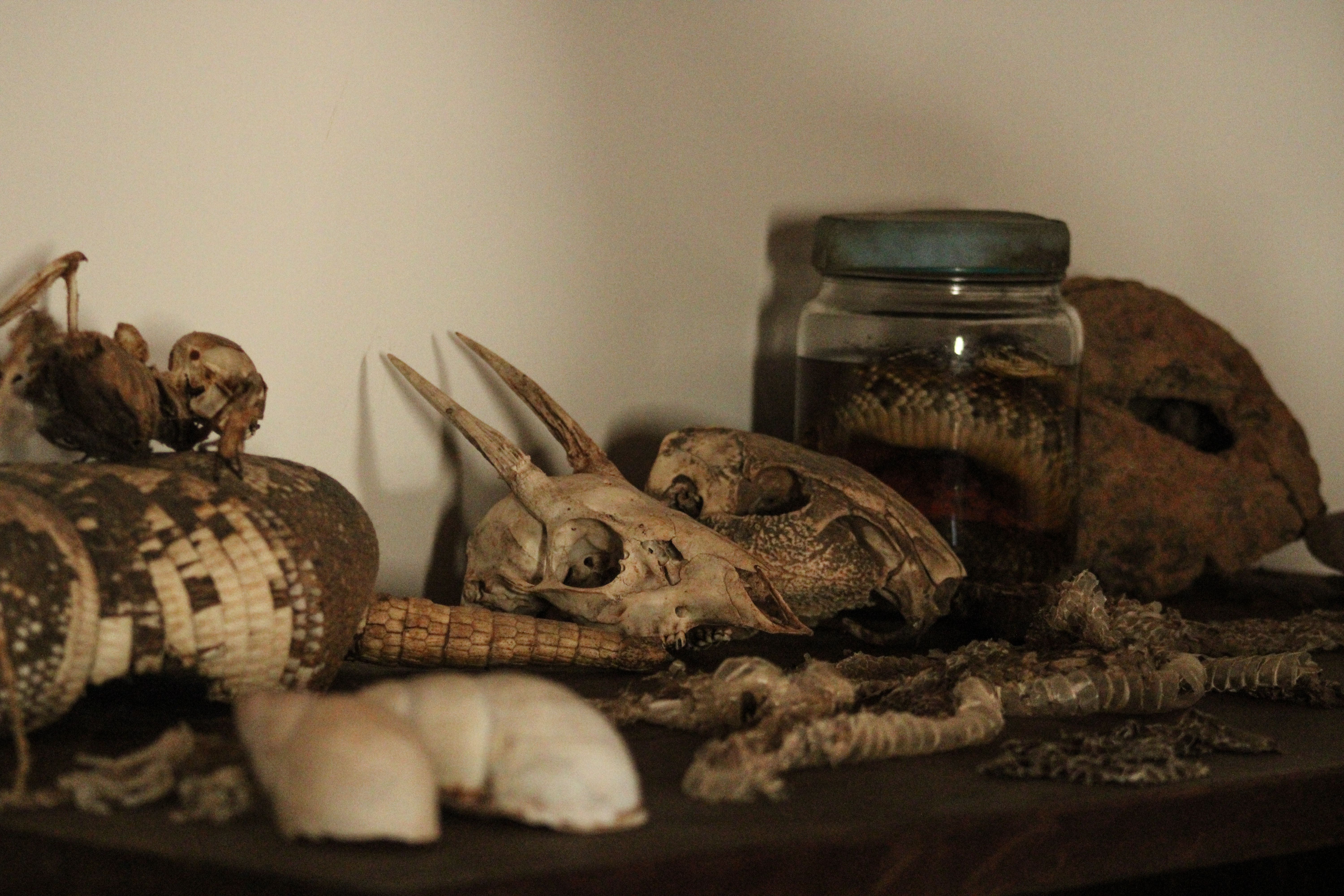 Natural History Artifacts