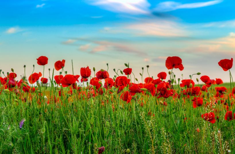 Poppy Garden